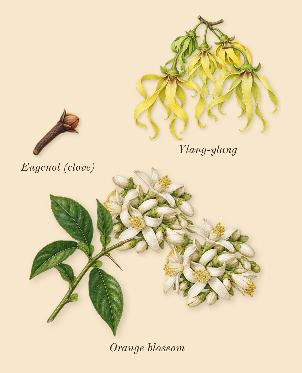 APOM, heart: Orange blossom, Ylang-ylang, Eugenol (clove)
