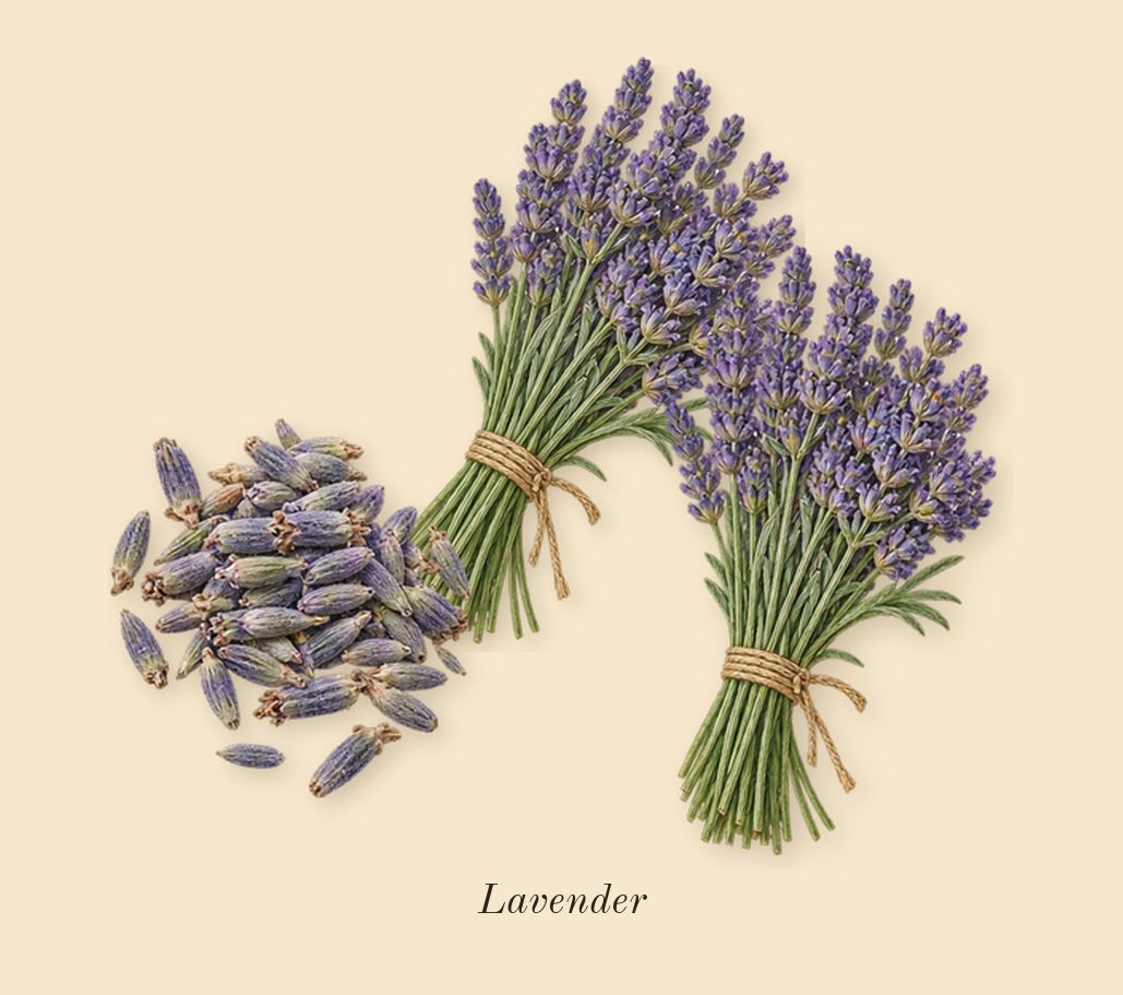 APOM, top notes: Lavender