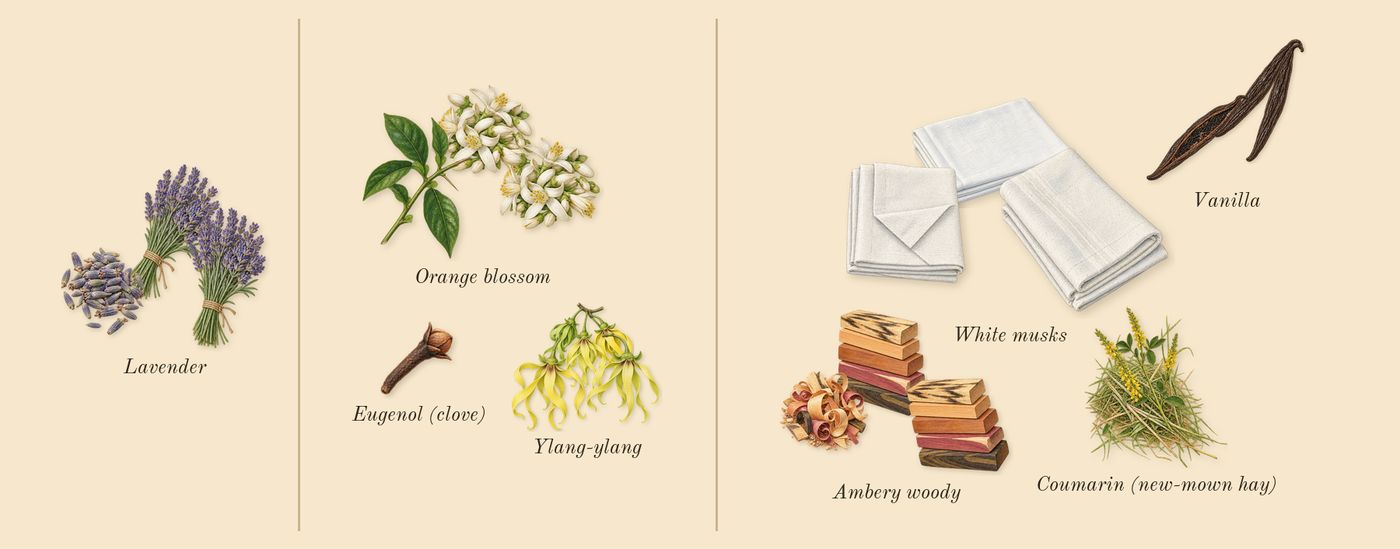 APOM’s scent picture, a draft: orange blossom, lavender, ambery woody, ylang-ylang, vanilla, white musks drawn so far; dashed outlines where nothing is drawn yet