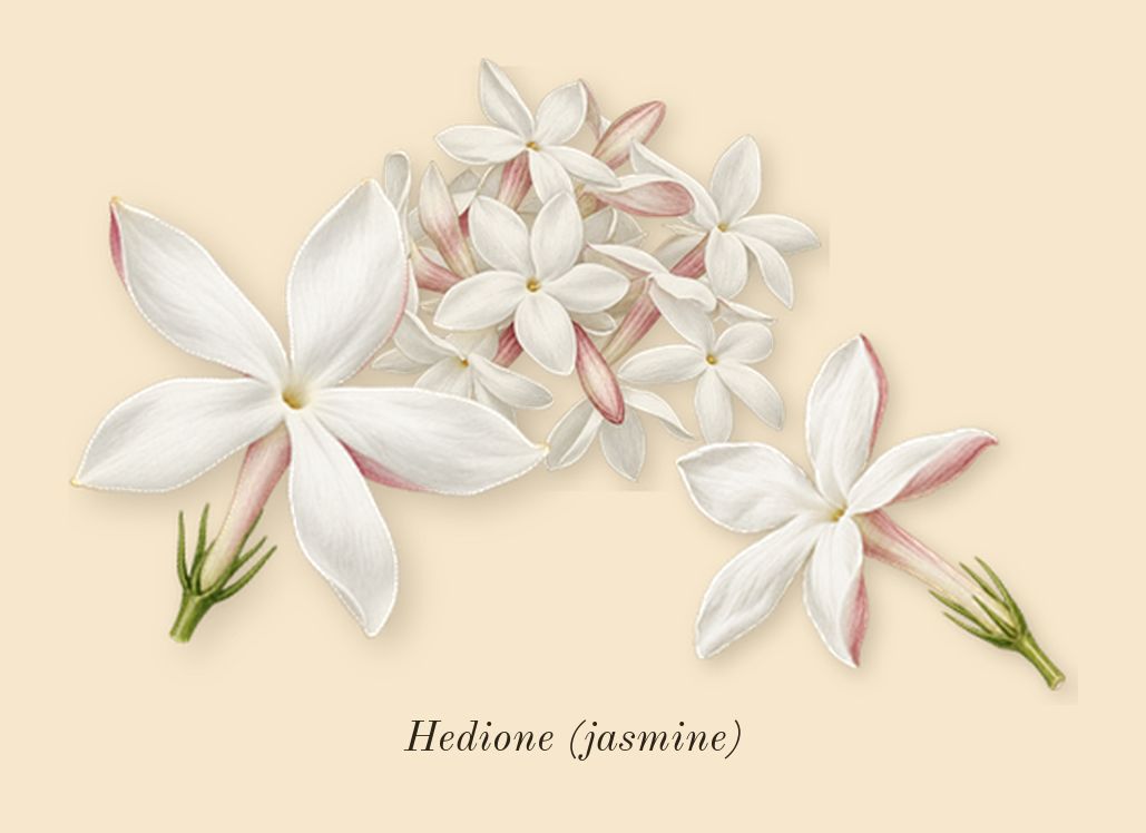 Aqua Media Cologne Forte, heart: Hedione (jasmine)