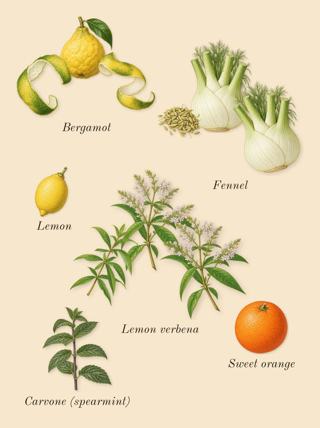 Aqua Media Cologne Forte, top notes: Lemon verbena, Fennel, Bergamot, Lemon, Sweet orange, Carvone (spearmint)