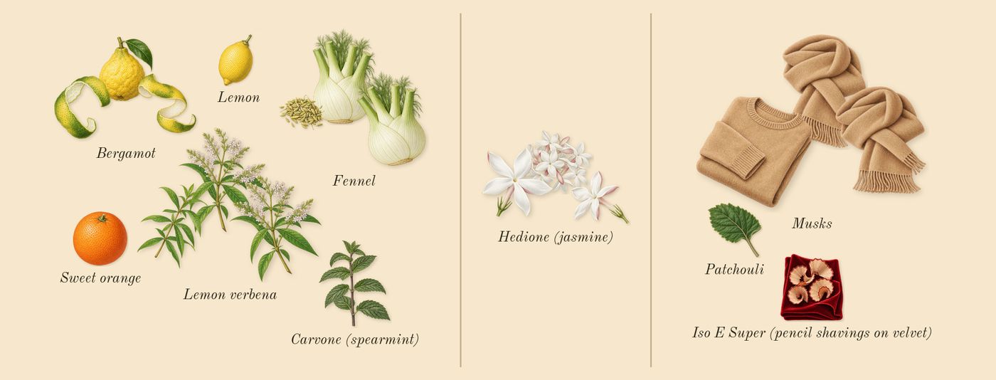 Aqua Media Cologne Forte’s scent picture, a draft: lemon verbena, fennel, bergamot, musks, hedione (jasmine), lemon drawn so far; dashed outlines where nothing is drawn yet