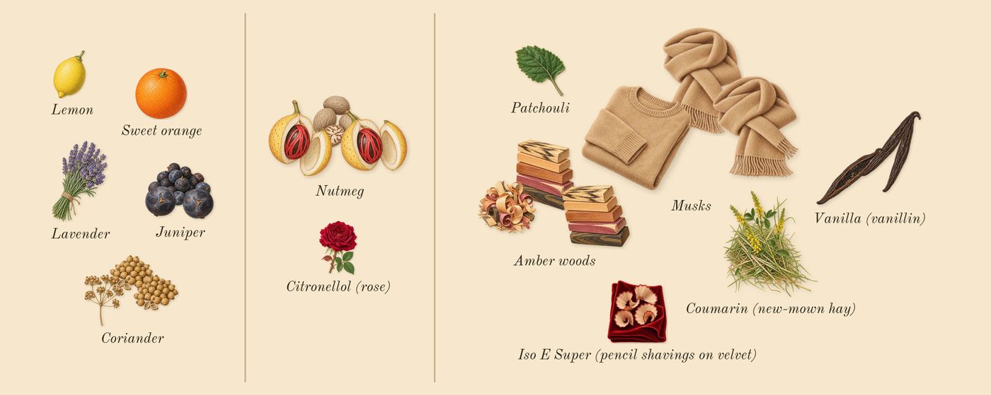 Gentle Fluidity Gold’s scent picture, a draft: nutmeg, vanilla (vanillin), juniper, amber woods, coriander, musks drawn so far; dashed outlines where nothing is drawn yet