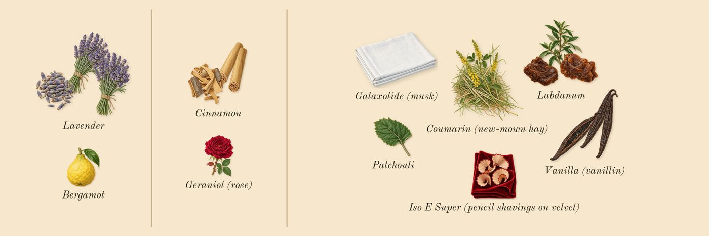 Grand Soir’s scent picture, a draft: cinnamon, vanilla (vanillin), labdanum, lavender, patchouli, bergamot drawn so far; dashed outlines where nothing is drawn yet