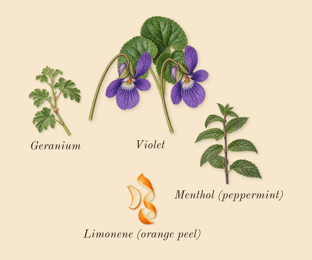 Oud Satin Mood, top notes: Violet, Geranium, Limonene (orange peel), Menthol (peppermint)