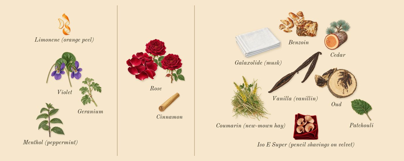 Oud Satin Mood’s scent picture, a draft: violet, oud, rose, vanilla (vanillin), benzoin, patchouli drawn so far; dashed outlines where nothing is drawn yet