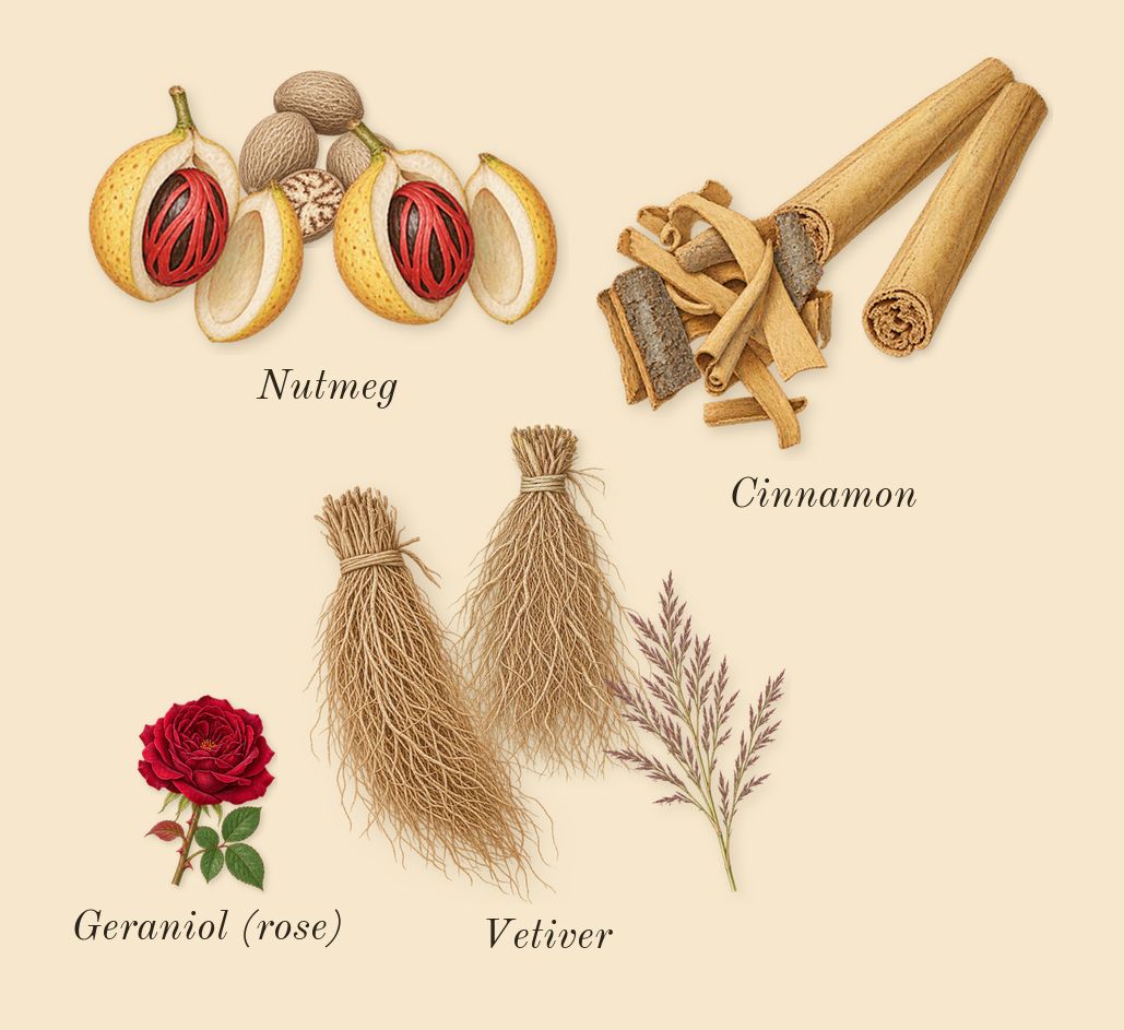 No.04 Bois de Balincourt, heart: Vetiver, Nutmeg, Cinnamon, Geraniol (rose)