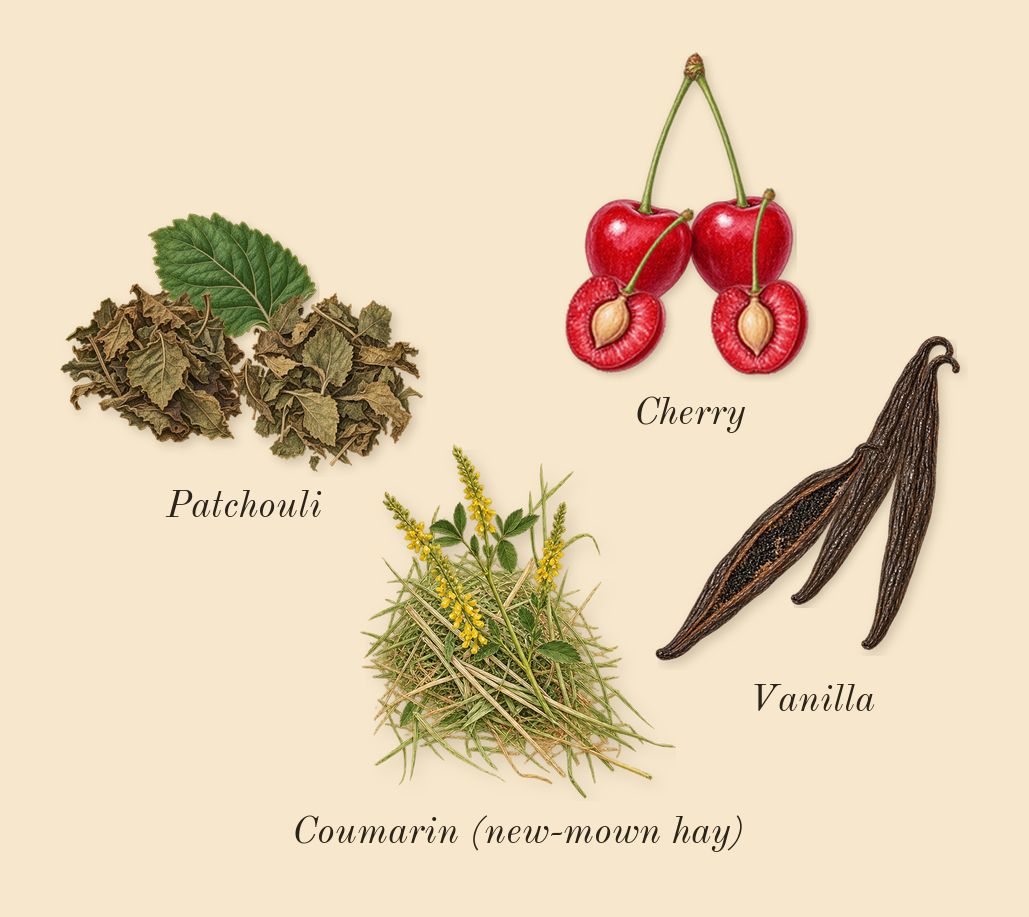 No.14 Icila, dry-down: Patchouli, Vanilla, Cherry, Coumarin (new-mown hay)