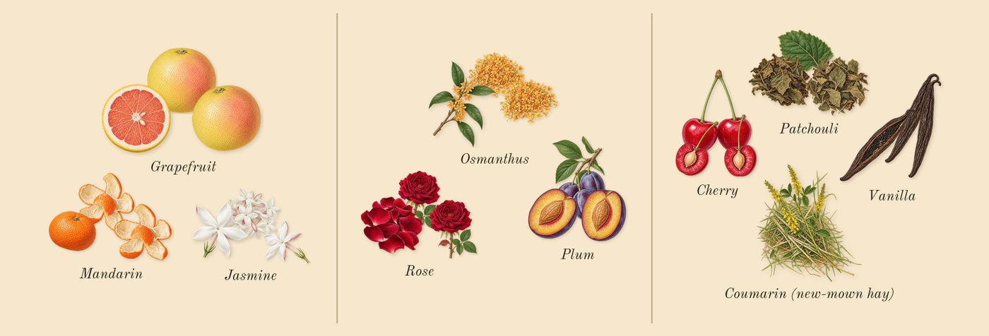 No.14 Icila’s scent picture, a draft: grapefruit, mandarin, jasmine, rose, plum, osmanthus drawn so far; dashed outlines where nothing is drawn yet