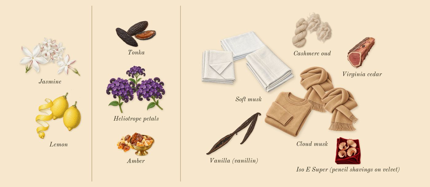 No.15 Vanille Infinie’s scent picture, a draft: lemon, jasmine, heliotrope petals, tonka, amber, cashmere oud drawn so far; dashed outlines where nothing is drawn yet