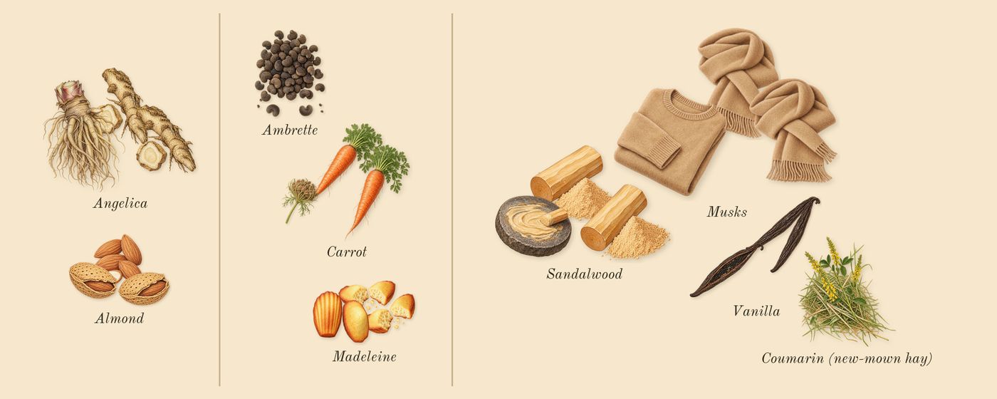 Replica Afternoon Delight’s scent picture, a draft: almond, angelica, madeleine, carrot, ambrette, sandalwood drawn so far; dashed outlines where nothing is drawn yet
