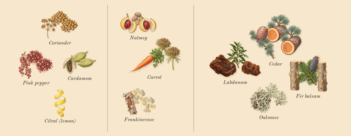Replica Autumn Vibes’s scent picture, a draft: pink pepper, coriander, cardamom, carrot, nutmeg, frankincense drawn so far; dashed outlines where nothing is drawn yet