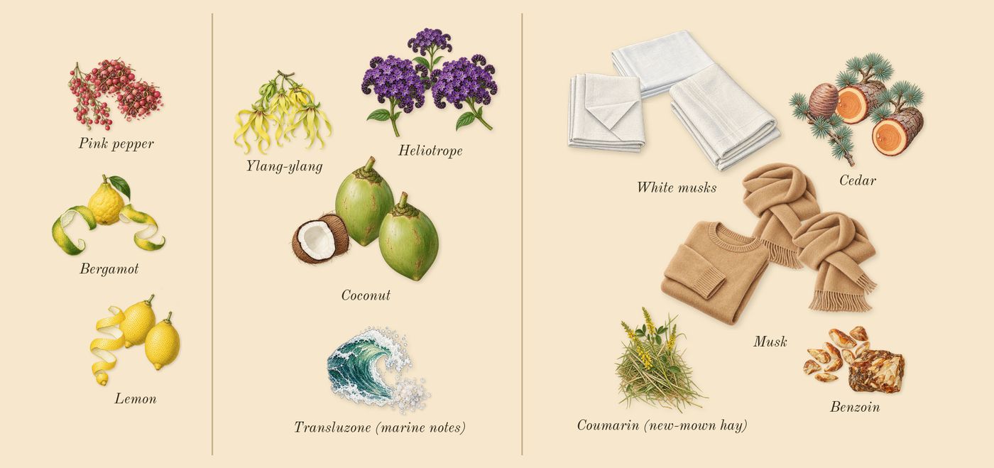 Replica Beach Walk’s scent picture, a draft: bergamot, pink pepper, lemon, ylang-ylang, transluzone (marine notes), heliotrope drawn so far; dashed outlines where nothing is drawn yet