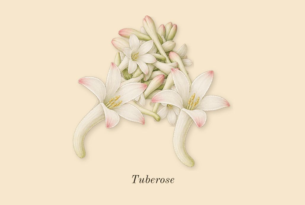 Replica Chasing Sunsets, heart: Tuberose
