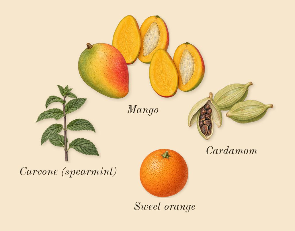 Replica Chasing Sunsets, top notes: Mango, Cardamom, Sweet orange, Carvone (spearmint)