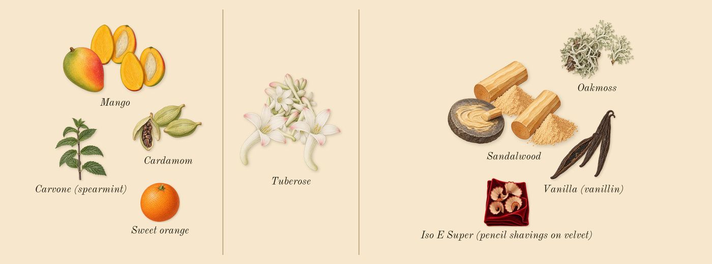 Replica Chasing Sunsets’s scent picture, a draft: mango, cardamom, tuberose, sandalwood, vanilla (vanillin), oakmoss drawn so far; dashed outlines where nothing is drawn yet