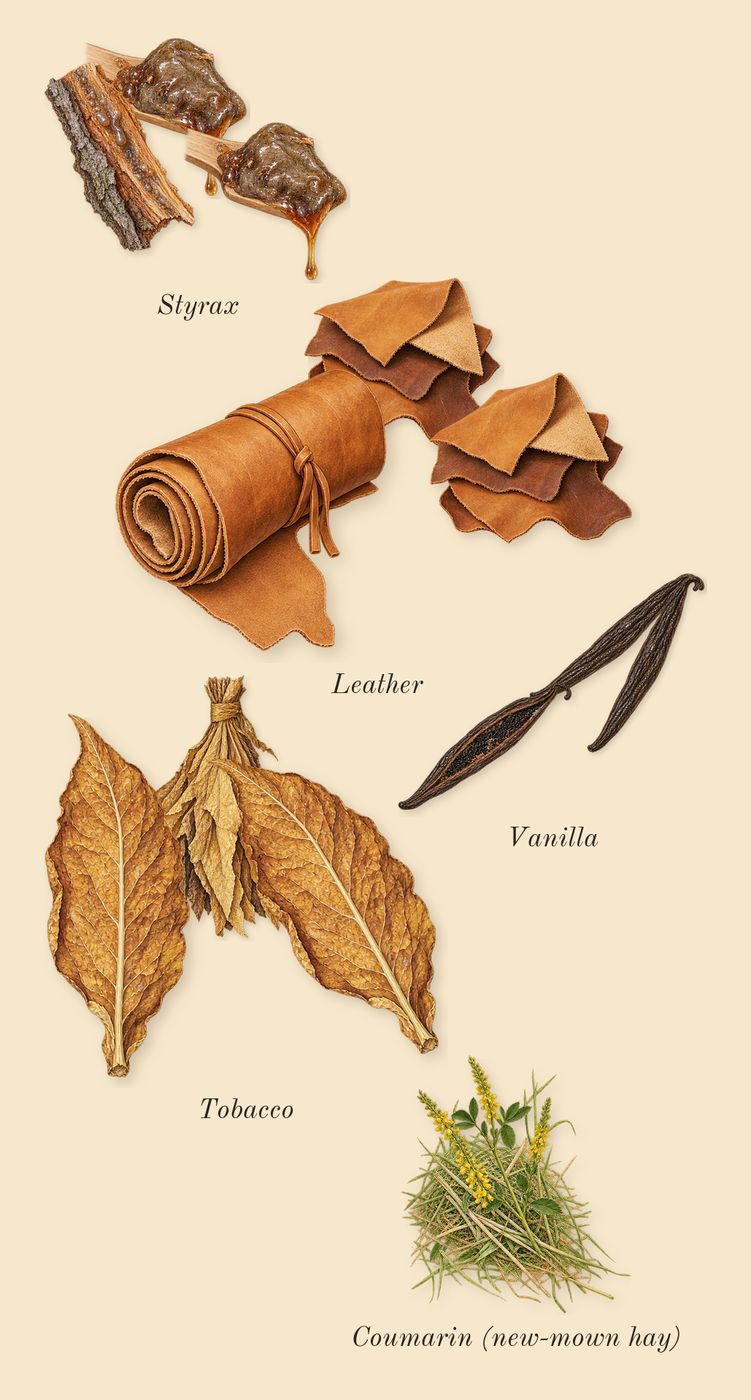 Replica Jazz Club, dry-down: Styrax, Tobacco, Vanilla, Leather, Coumarin (new-mown hay)