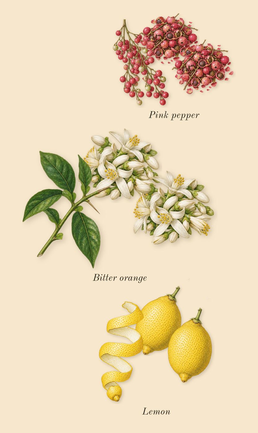 Replica Jazz Club, top notes: Pink pepper, Lemon, Bitter orange