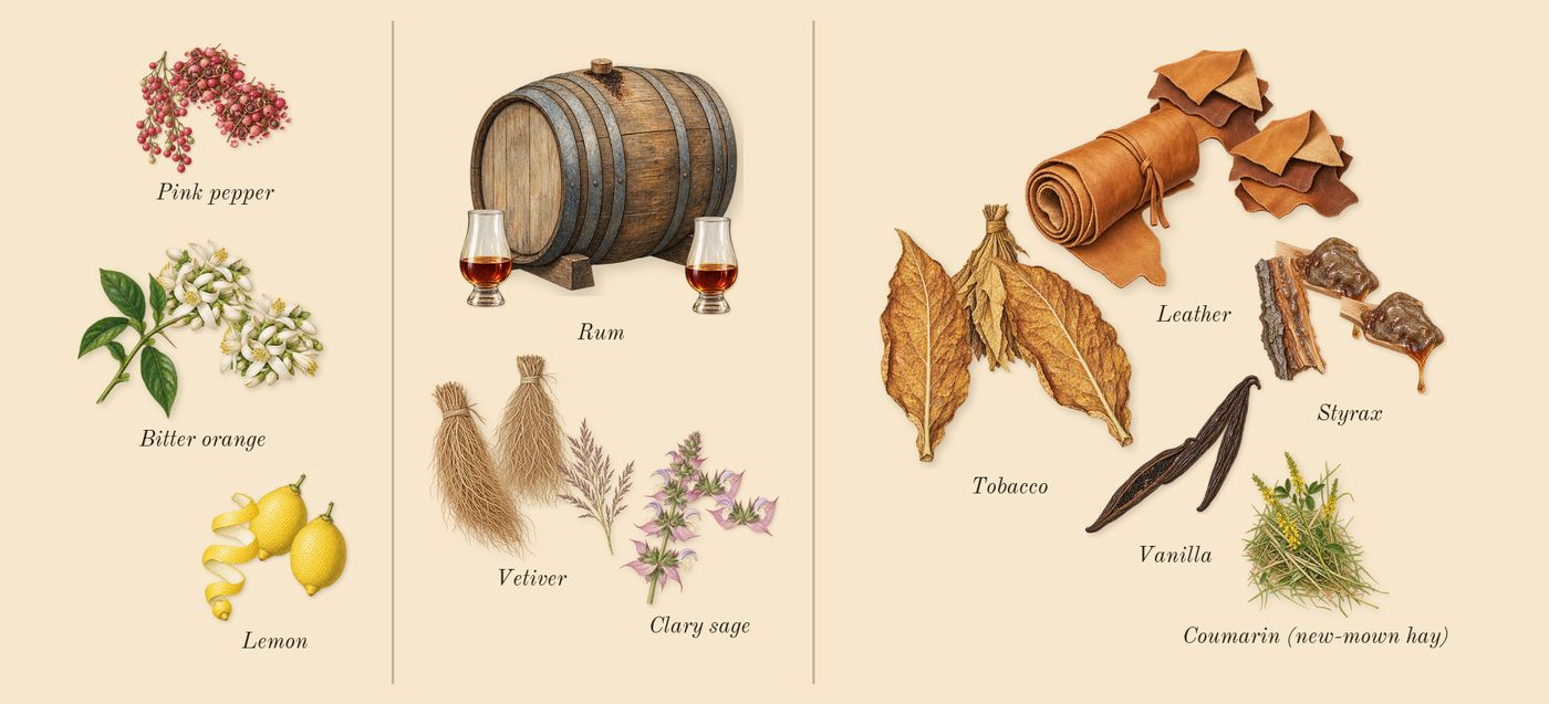 Replica Jazz Club’s scent picture, a draft: pink pepper, lemon, bitter orange, rum, clary sage, vetiver drawn so far; dashed outlines where nothing is drawn yet