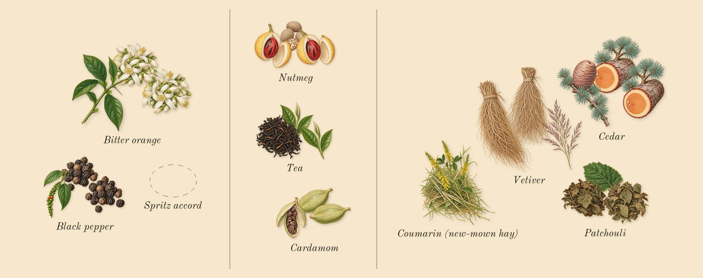 Replica Never-Ending Summer’s scent picture, a draft: bitter orange, black pepper, tea, cardamom, nutmeg, vetiver drawn so far; dashed outlines where nothing is drawn yet