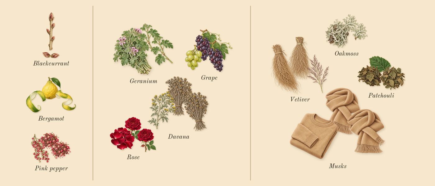 Replica On a Date’s scent picture, a draft: blackcurrant, bergamot, pink pepper, rose, geranium, davana drawn so far; dashed outlines where nothing is drawn yet