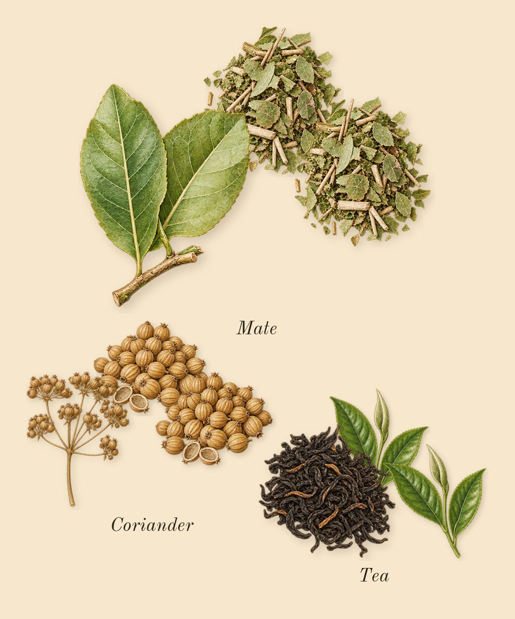 Replica Under the Lemon Trees, heart: Coriander, Mate, Tea