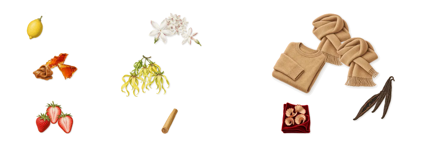 Évasion Bonbon’s scent picture, a draft: strawberry, caramel, jasmine, ylang-ylang, vanilla, musk drawn so far; dashed outlines where nothing is drawn yet