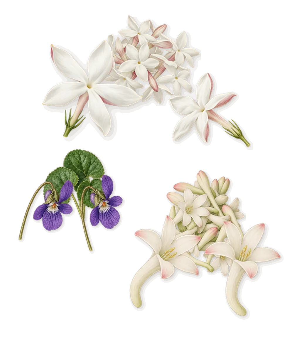 Pêche Velours, as it settles: Tuberose, Violet, Jasmine