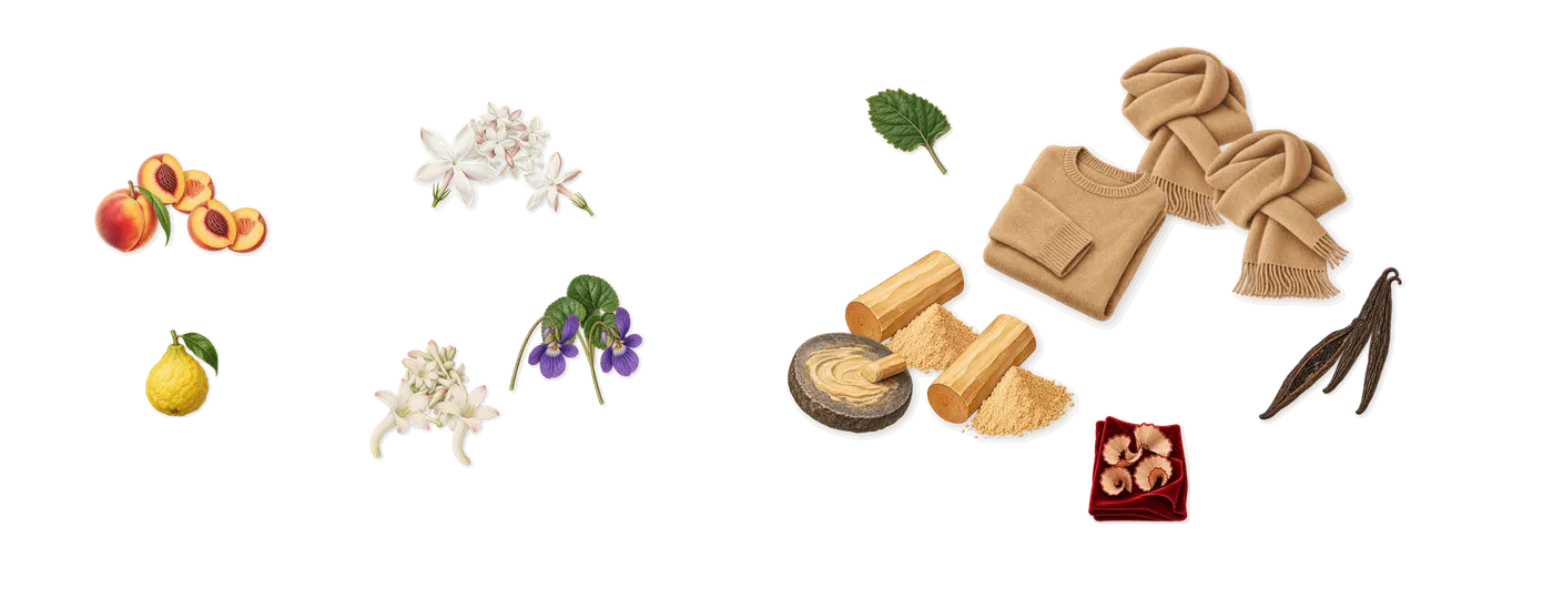 Pêche Velours’s scent picture, a draft: peach, tuberose, violet, jasmine, vanilla (vanillin), white musk drawn so far; dashed outlines where nothing is drawn yet