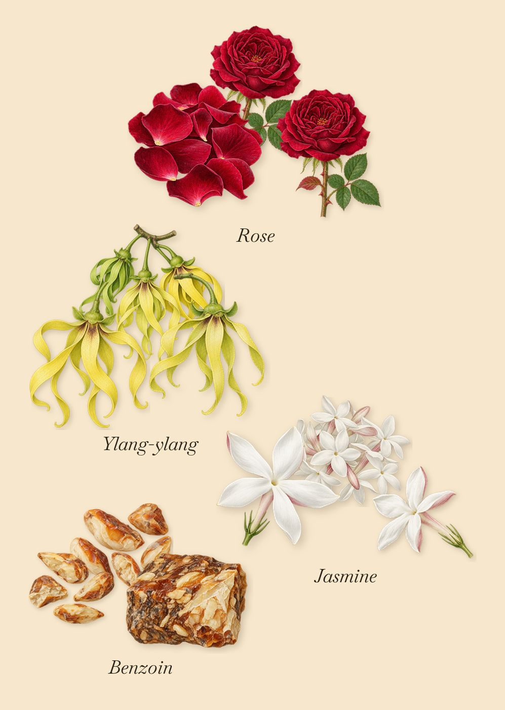 Rawdah, as it settles: Benzoin, Rose, Ylang-ylang, Jasmine