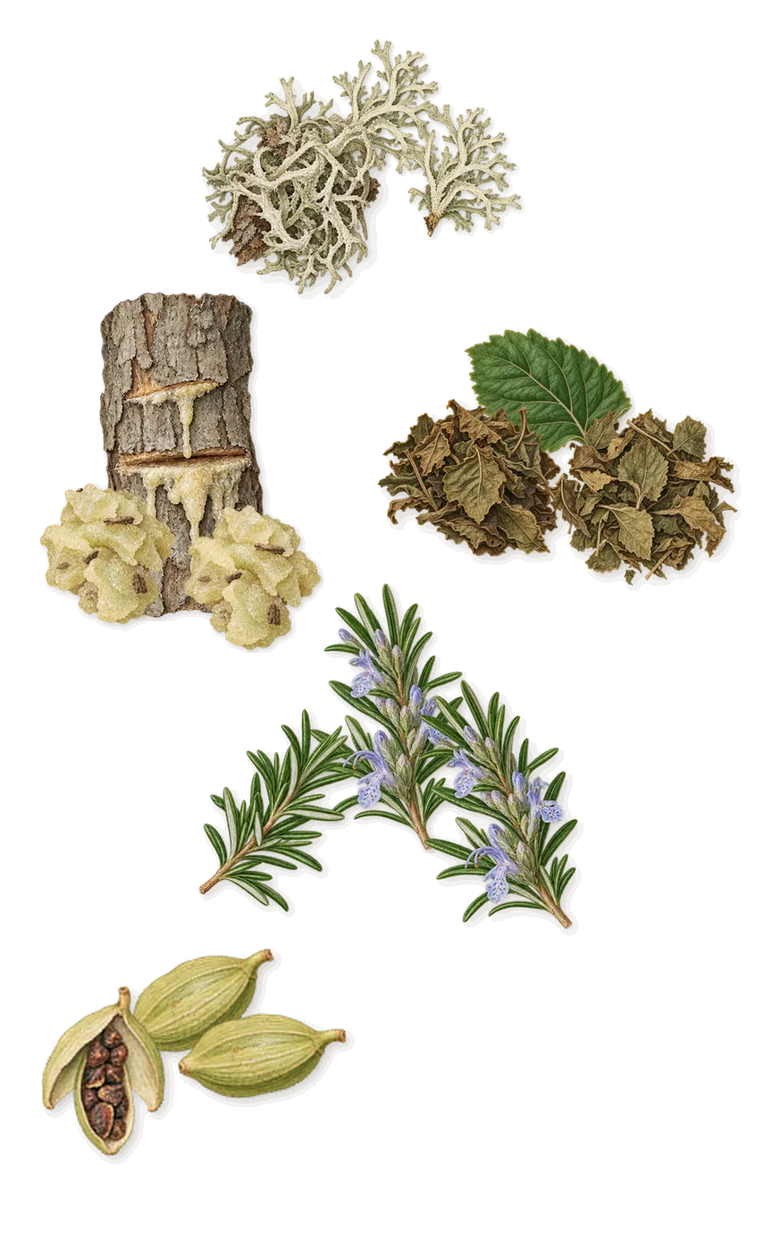 Saint Tropez, as it settles: Oakmoss, Patchouli, Cardamom, Rosemary, Elemi