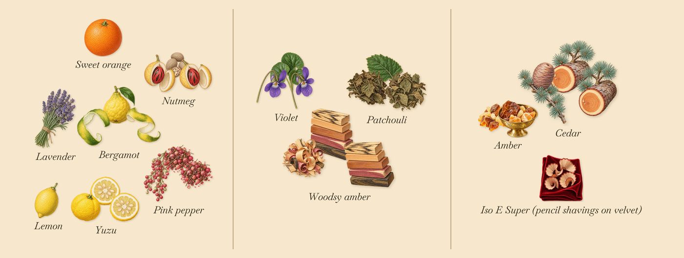 Amberful’s scent picture, a draft: pink pepper, yuzu, bergamot, nutmeg, woodsy amber, violet drawn so far; dashed outlines where nothing is drawn yet