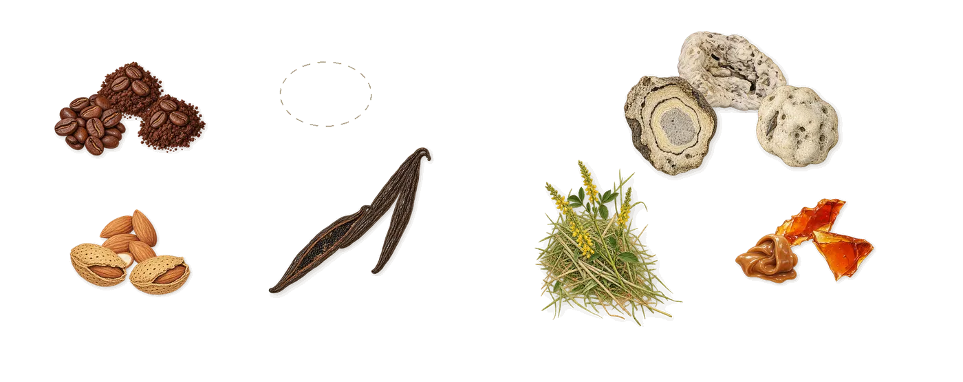 Amore Caffè’s scent picture, a draft: coffee, amaretto liquor, vanilla (vanillin), brown sugar, ambergris, coumarin (new-mown hay) drawn so far; dashed outlines where nothing is drawn yet