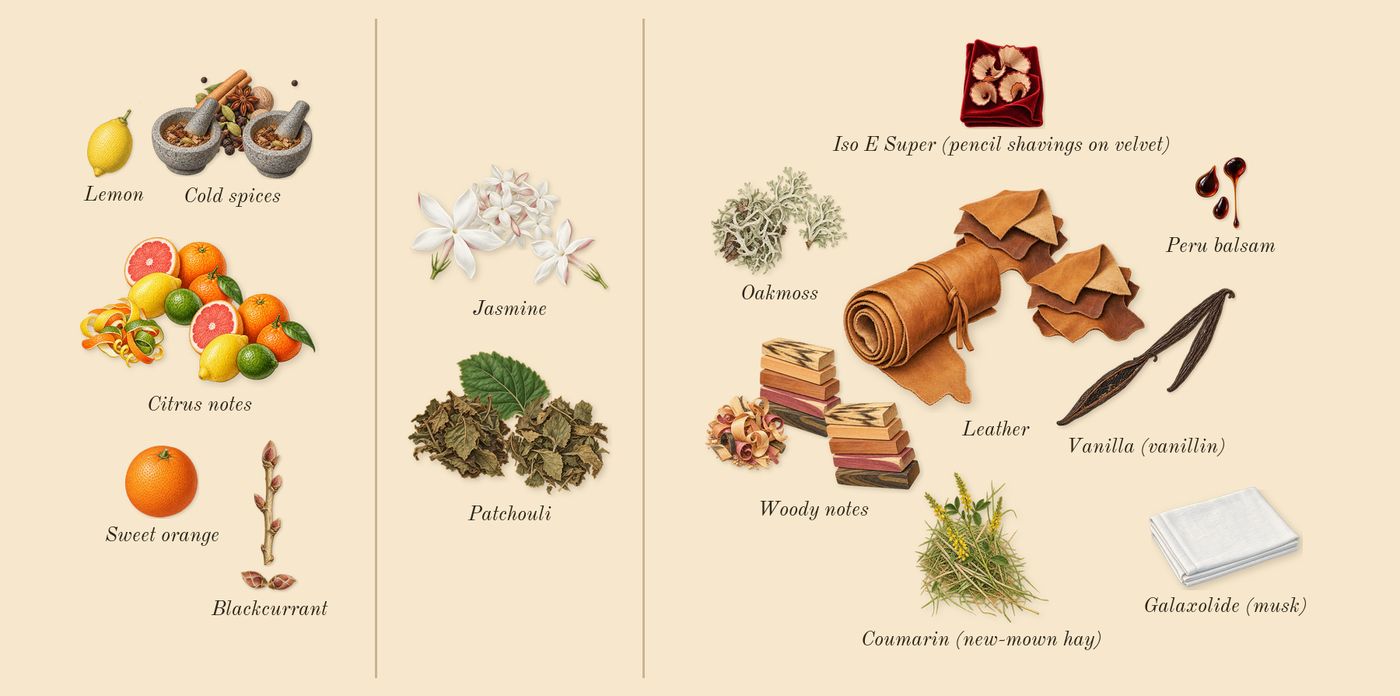 Cedrat Boise’s scent picture, a draft: citrus notes, blackcurrant, cold spices, jasmine, patchouli, woody notes drawn so far; dashed outlines where nothing is drawn yet