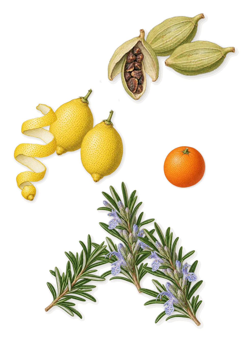 Cinque Terre, when you spray it: Rosemary, Lemon, Cardamom, Sweet orange