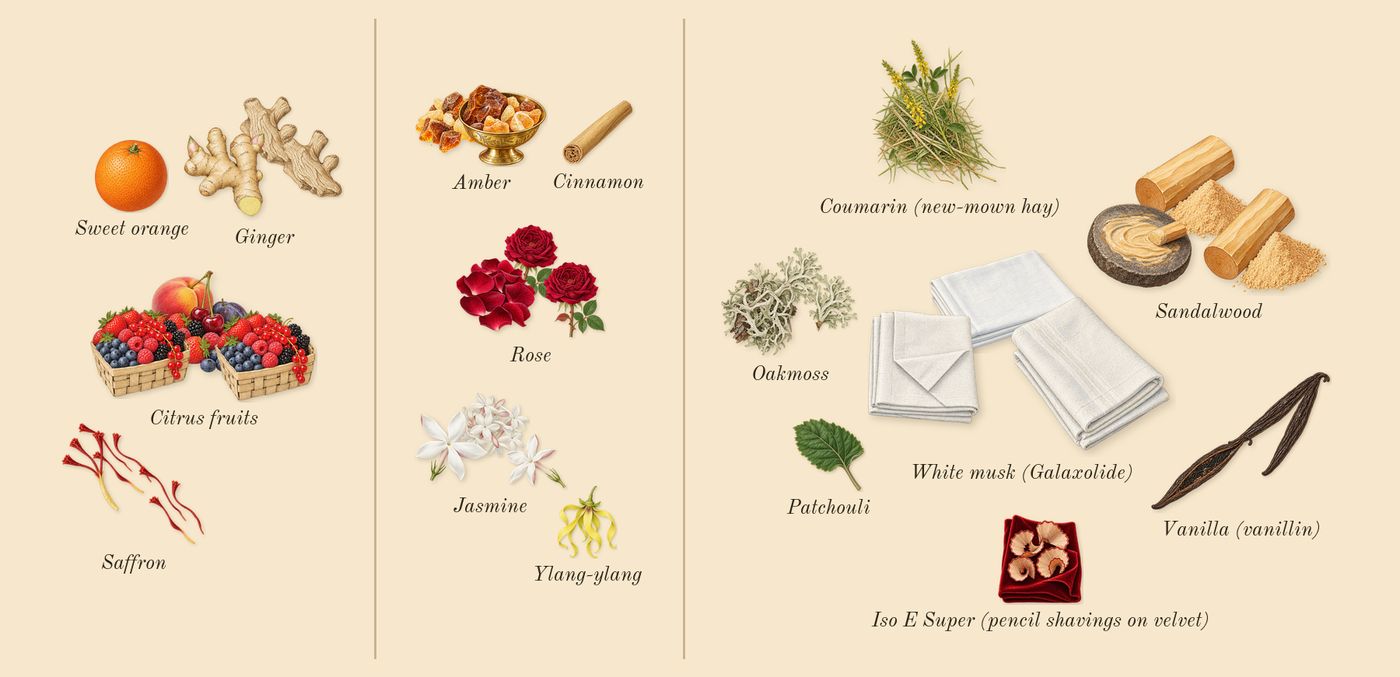 Instant Crush’s scent picture, a draft: citrus fruits, saffron, ginger, rose, jasmine, amber drawn so far; dashed outlines where nothing is drawn yet