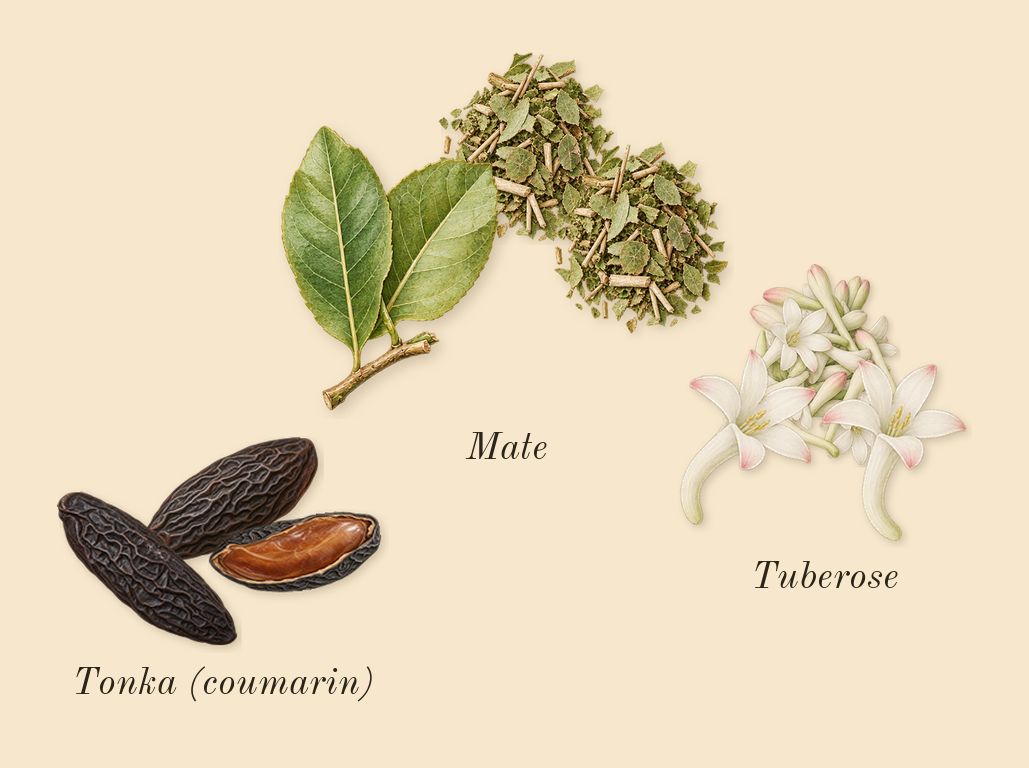 Aldebaran, dry-down: Tuberose, Mate, Tonka (coumarin)