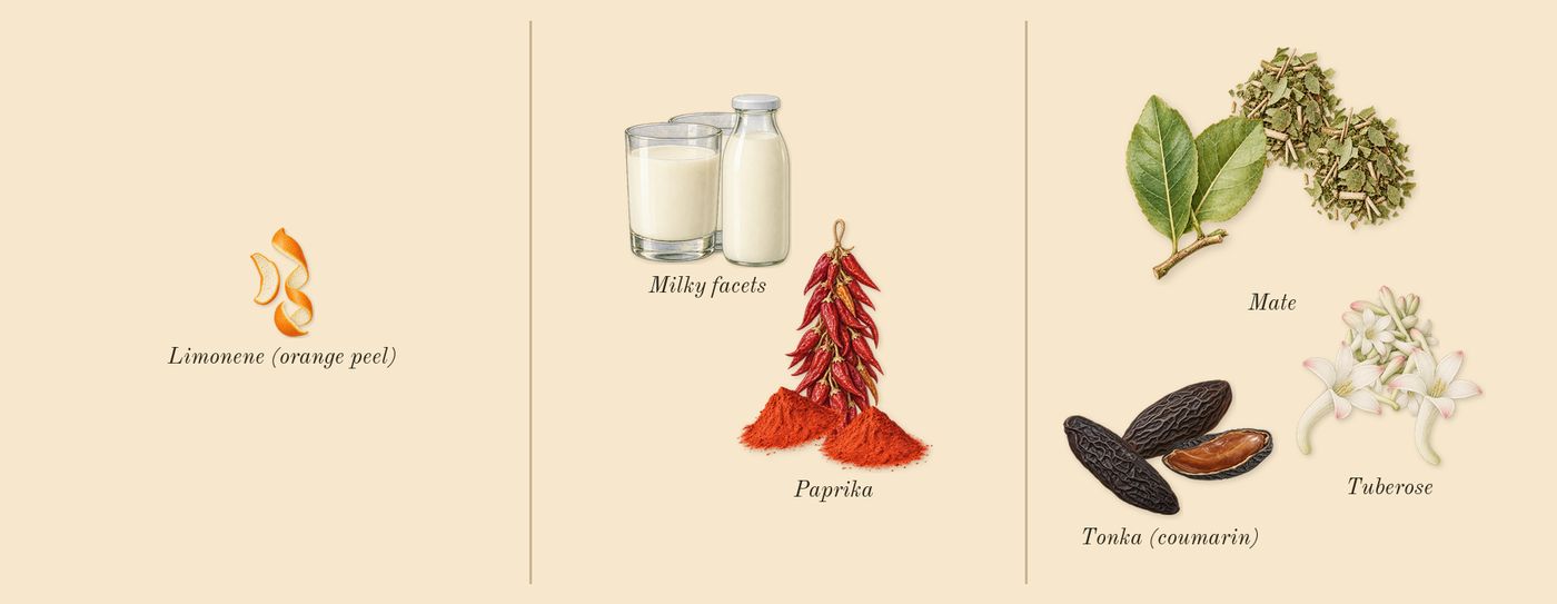 Aldebaran’s scent picture, a draft: tuberose, mate, tonka (coumarin), milky facets, limonene (orange peel) drawn so far; dashed outlines where nothing is drawn yet