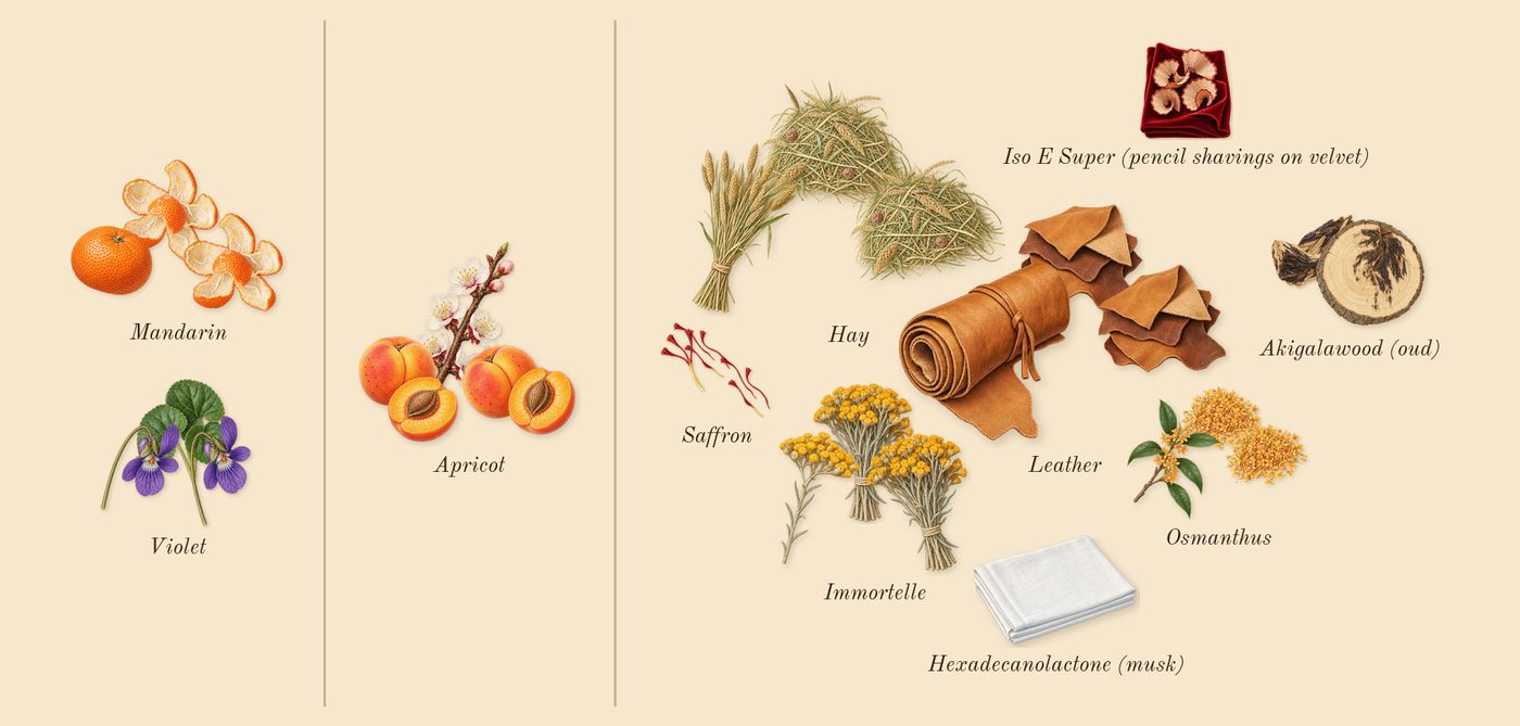 Ganymede’s scent picture, a draft: mandarin, osmanthus, leather, akigalawood (oud), immortelle, apricot drawn so far; dashed outlines where nothing is drawn yet