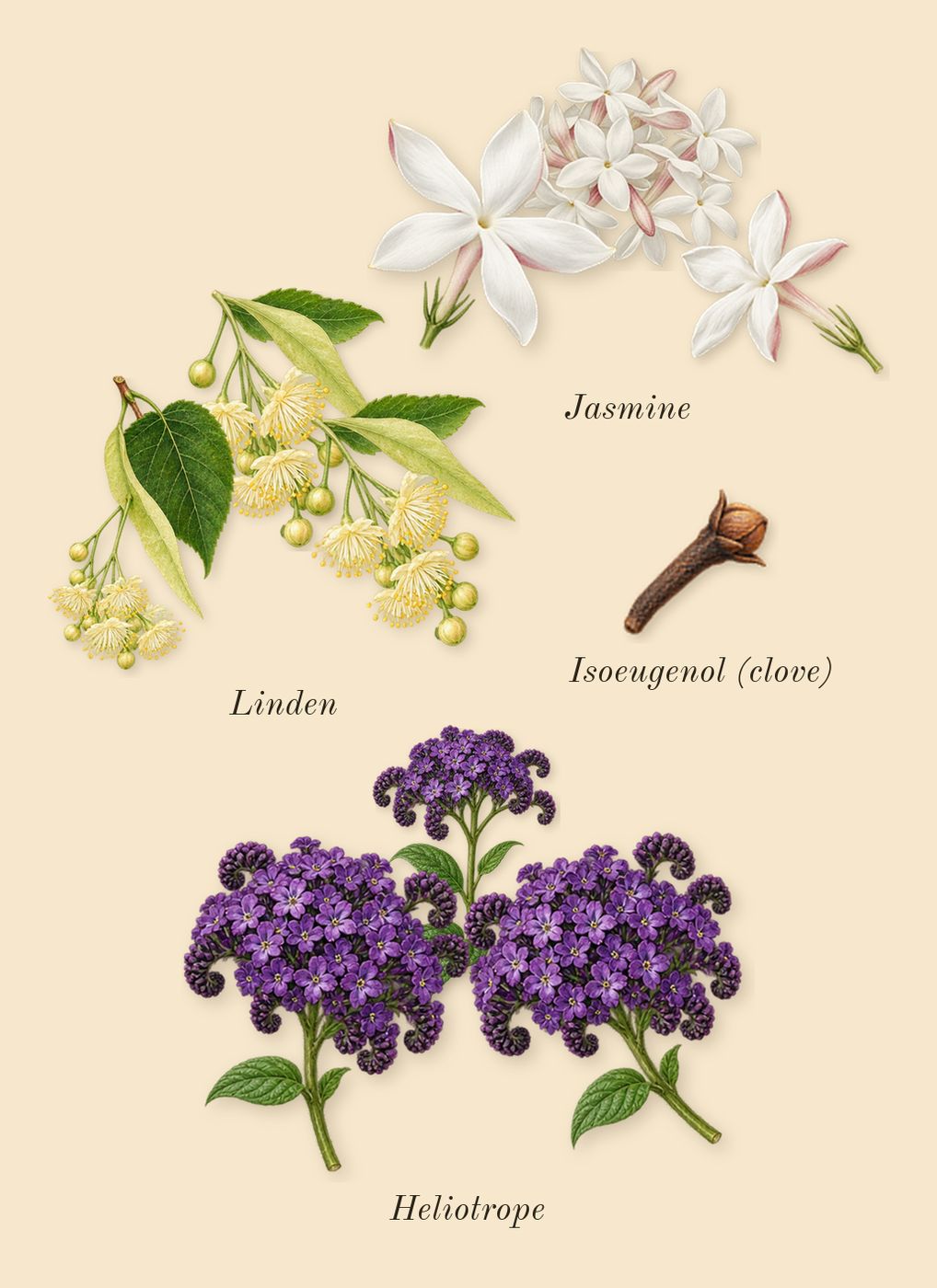 Tilia, heart: Linden, Jasmine, Heliotrope, Isoeugenol (clove)