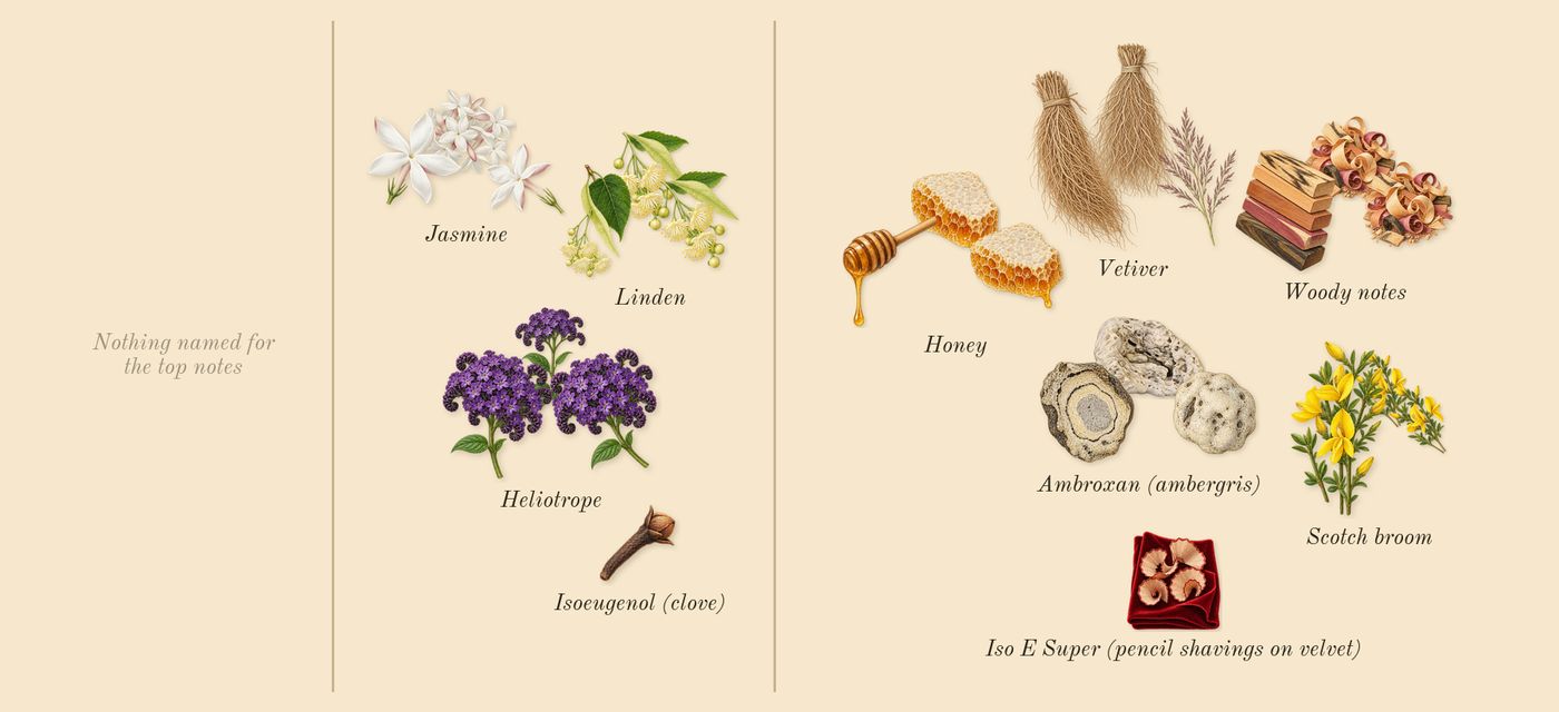 Tilia’s scent picture, a draft: linden, scotch broom, jasmine, vetiver, heliotrope, woody notes drawn so far; dashed outlines where nothing is drawn yet