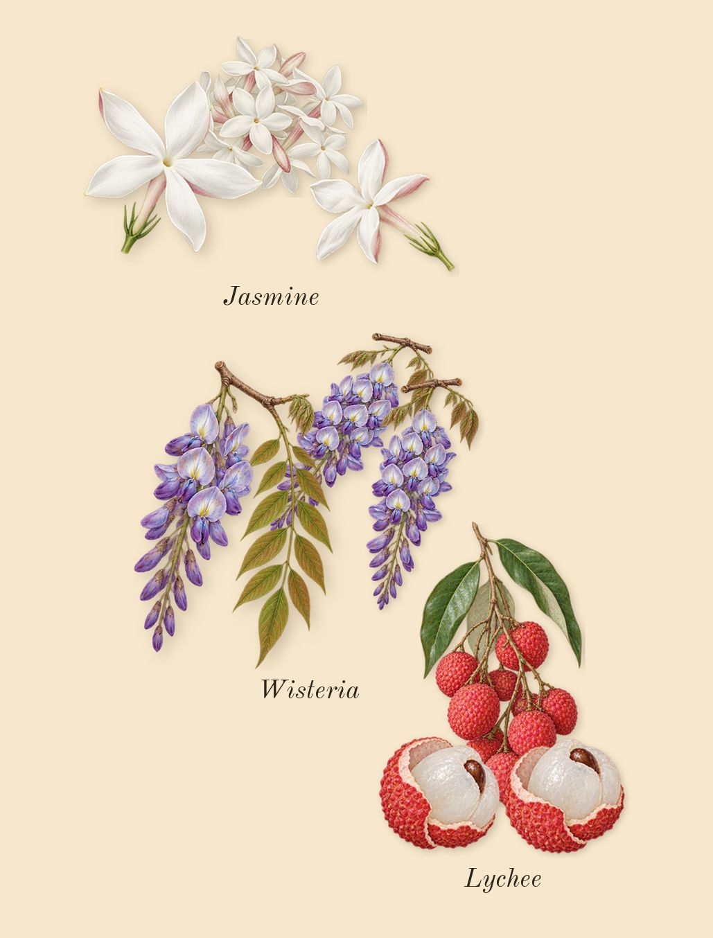 Daisy Dream, heart: Jasmine, Lychee, Wisteria