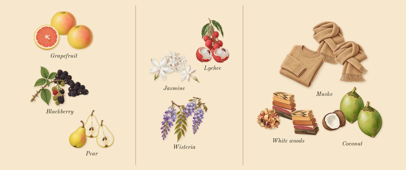 Daisy Dream’s scent picture, a draft: blackberry, grapefruit, pear, jasmine, lychee, wisteria drawn so far; dashed outlines where nothing is drawn yet