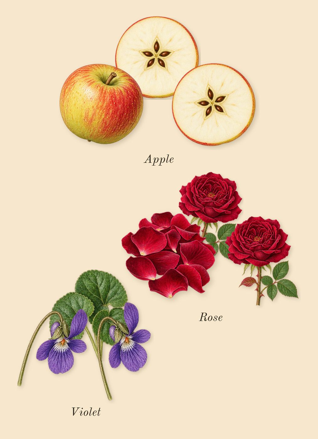 Daisy Eau So Fresh, heart: Violet, Rose, Apple
