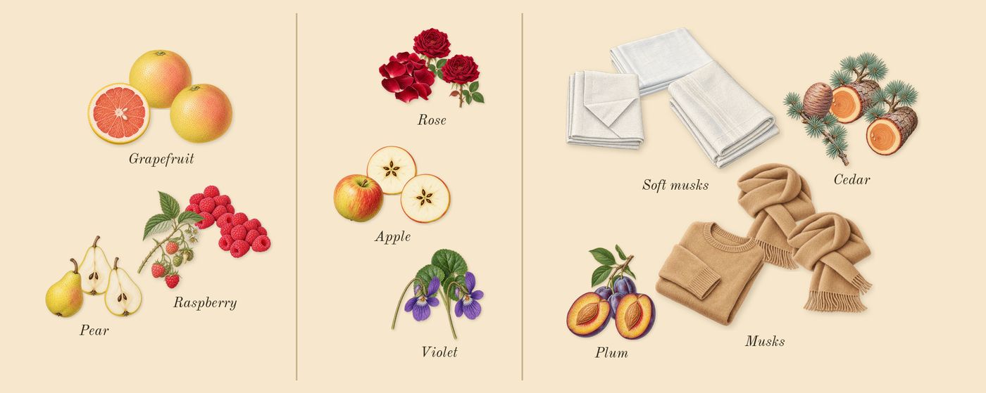 Daisy Eau So Fresh’s scent picture, a draft: raspberry, grapefruit, pear, violet, rose, apple drawn so far; dashed outlines where nothing is drawn yet