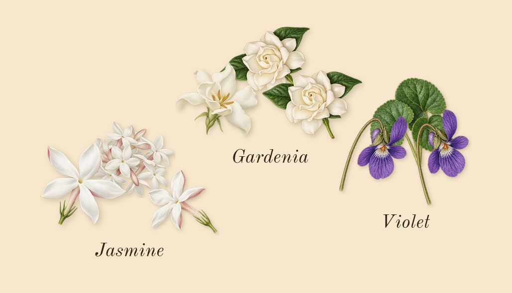 Daisy, heart: Violet, Jasmine, Gardenia