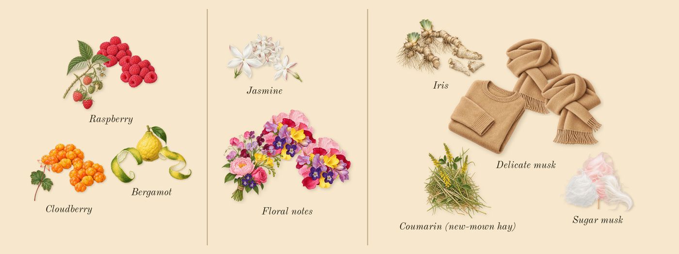 Daisy Love Eau So Sweet’s scent picture, a draft: raspberry, bergamot, cloudberry, floral notes, jasmine, sugar musk drawn so far; dashed outlines where nothing is drawn yet