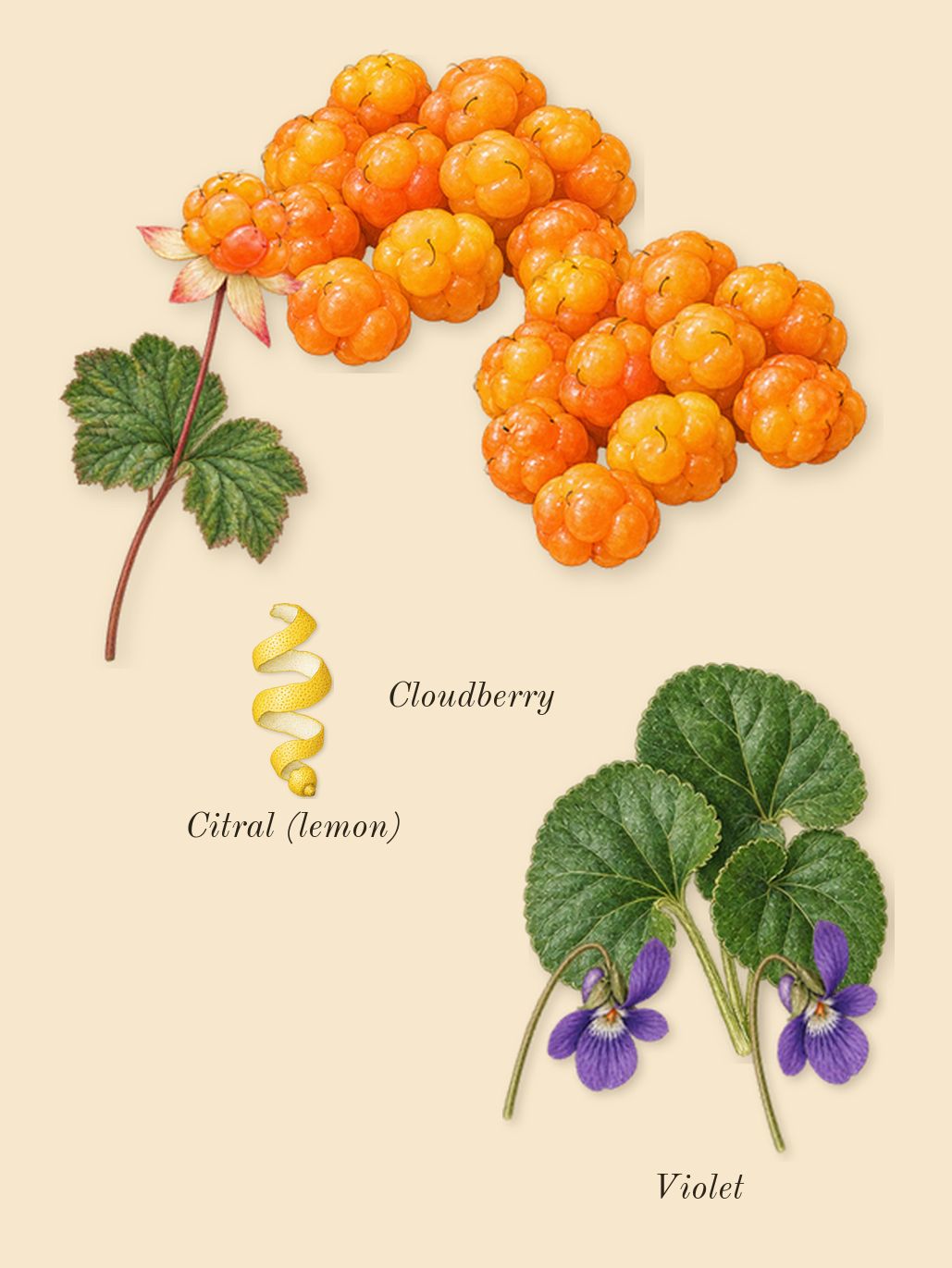 Daisy Love, top notes: Cloudberry, Violet, Citral (lemon)