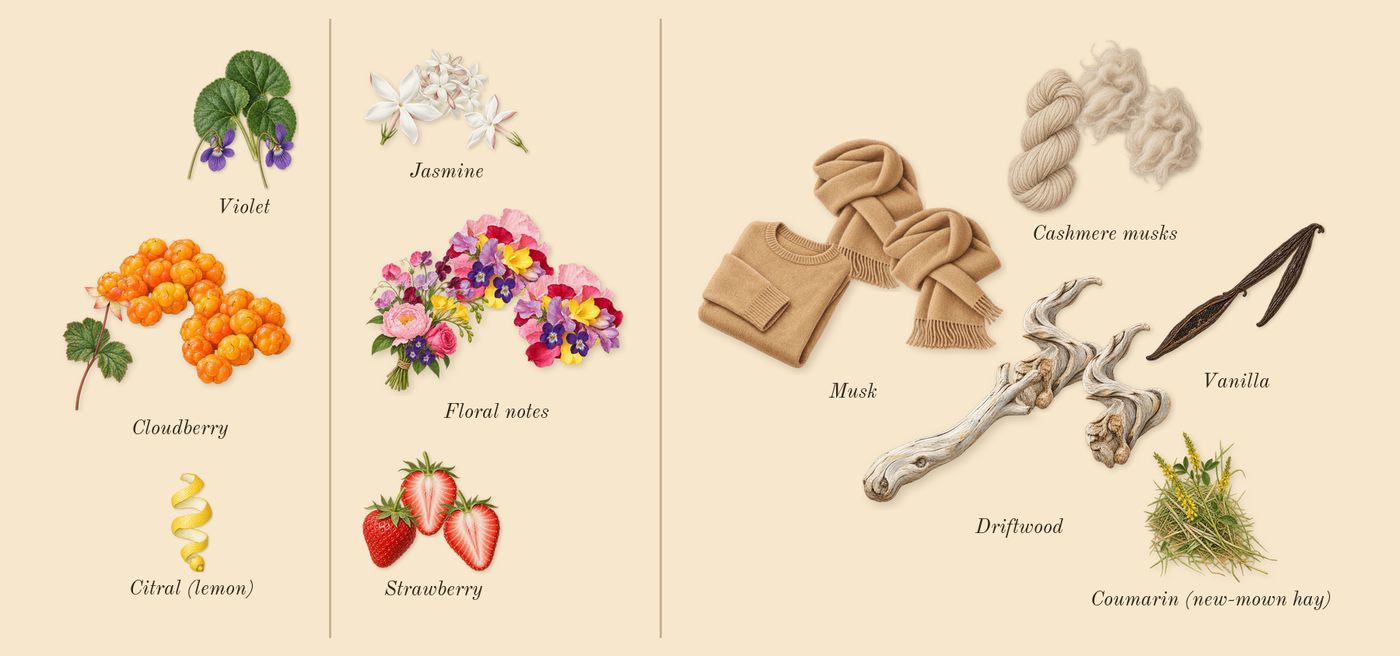Daisy Love’s scent picture, a draft: cloudberry, floral notes, cashmere musks, driftwood, strawberry, violet drawn so far; dashed outlines where nothing is drawn yet