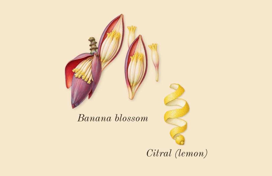 Daisy Wild, top notes: Banana blossom, Citral (lemon)